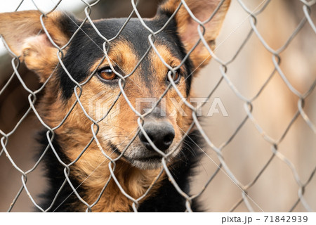 Homeless dog in a shelter for dogs Homeless dog in a shelter for dogs 71842939
