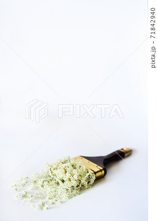 Paint brush strewn with small white flowers on a white isolated background Paint brush strewn with small white flowers on a white isolated background 71842940