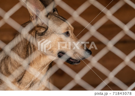 Homeless dog in a shelter for dogs Homeless dog in a shelter for dogs 71843078