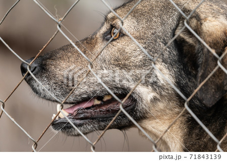 Homeless dog in a shelter for dogs 71843139