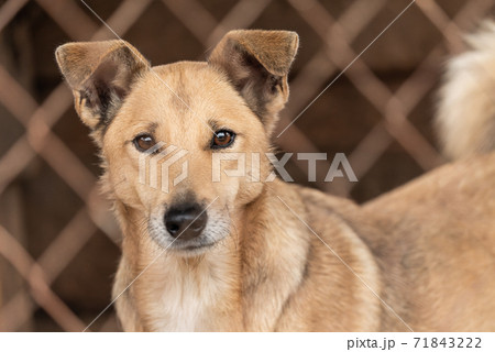 Homeless dog in a shelter for dogs Homeless dog in a shelter for dogs 71843222