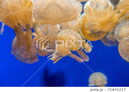 くらげ　ぷかぷか 71843227