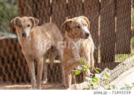 Homeless dog in a shelter for dogs Homeless dog in a shelter for dogs 71843239