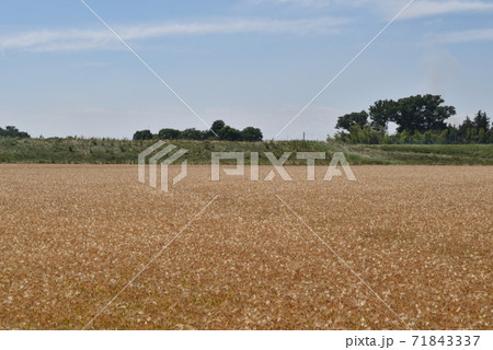 中条堤(熊谷市・行田市) 中条堤(熊谷市・行田市) 71843337