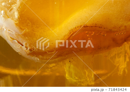 Kombucha mushroom for homemade natural organic fermented beverage.close-up, texture of food on the whole frame Kombucha mushroom for homemade natural organic fermented beverage.close-up, texture of food on the whole frame 71843424