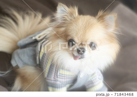 カメラ目線で微笑むチワワ 71843468