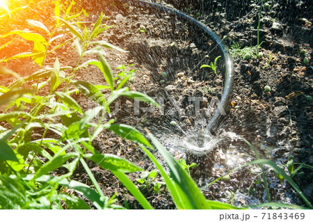 Irrigation system in the garden 71843469