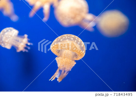 くらげ　ぷかぷか 71843495