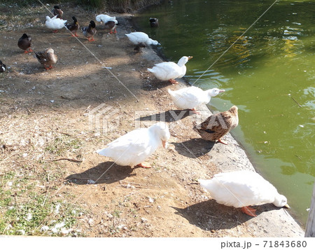 リラックスしているたくさんの水鳥 リラックスしているたくさんの水鳥 71843680