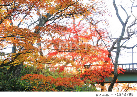 【長野県】高遠城址公園の紅葉 71843799