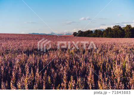 scenery nature landscape, beautiful lavender fields on farmland scenery nature landscape, beautiful lavender fields on farmland 71843883