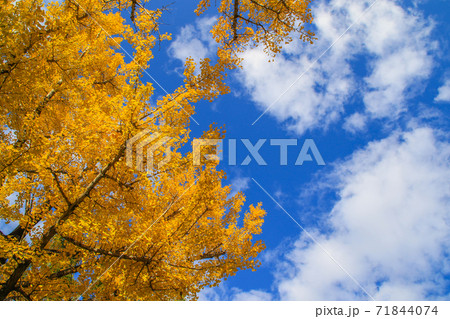 熊本県庁 熊本県庁 71844074