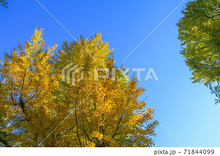 熊本県庁 熊本県庁 71844099