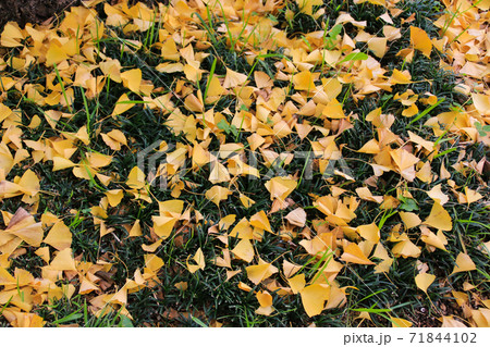 熊本県庁 71844102