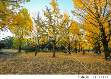 熊本県庁 熊本県庁 71844133