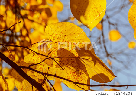 Autumn yellow leaves in sunlight large 71844202