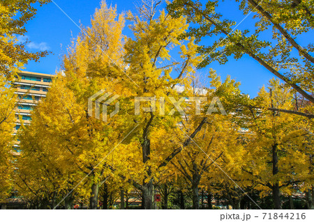 熊本県庁 71844216