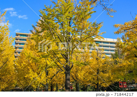 熊本県庁 71844217