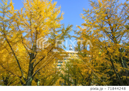 熊本県庁 71844248