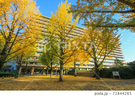 熊本県庁 71844265