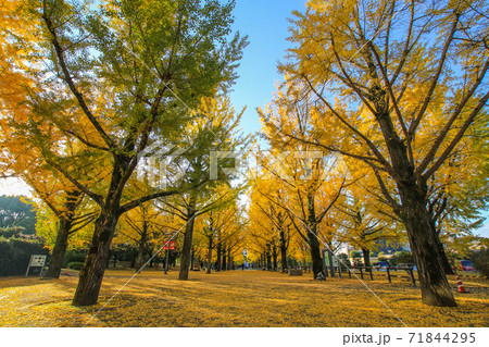 熊本県庁 熊本県庁 71844295