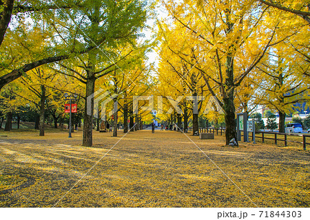 熊本県庁 熊本県庁 71844303