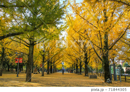 熊本県庁(プロムナード) 熊本県庁(プロムナード) 71844305