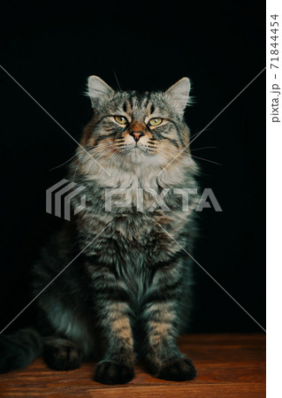 Large noble cat with large paws on a wooden table. 71844454