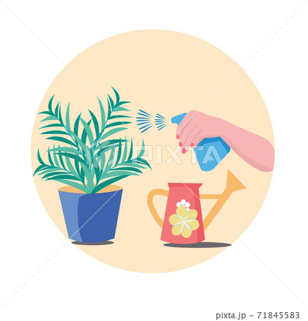 Hand holding Spray Bottle for watering potted flowers 71845583