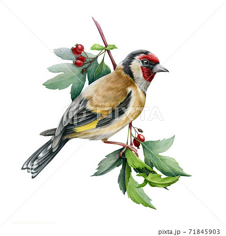 Goldfinch bird on a hawthorn branch illustration. Goldfinch bird on a hawthorn branch illustration. 71845903