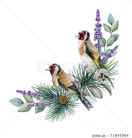 Goldfinch bird winter floral arrangement image. 71845904