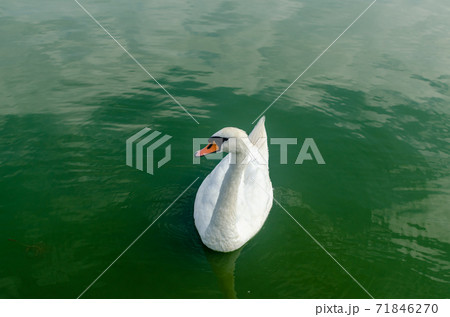 Swan on a lake 71846270