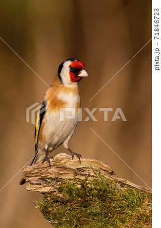 Eropean goldfinch sitting on mossed wood in winter Eropean goldfinch sitting on mossed wood in winter 71846723
