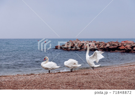 Three white swans on the shore of Lake Garda on a foggy winter day Three white swans on the shore of Lake Garda on a foggy winter day 71848872