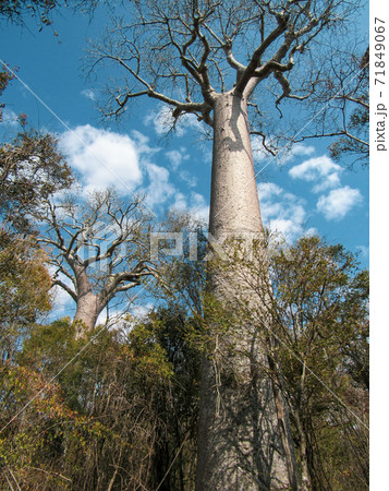 Baobabs tree at the jungle in Morondava Region in Madagascar Baobabs tree at the jungle in Morondava Region in Madagascar 71849067