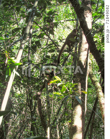Ring-tailed lemur sitting on between tree branches at rainforest in Madagascar 71849082