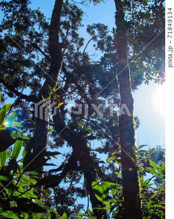 Ring tailed Lemur at their natural green habitat in Madagascar. Ring tailed Lemur at their natural green habitat in Madagascar. 71849134