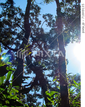 Ring tailed Lemur at their natural green habitat in Madagascar. 71849135
