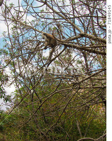 Ring tailed Lemur at their natural green habitat in Madagascar. 71849145