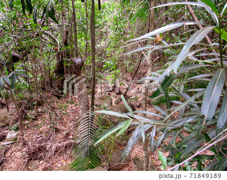 Trees and wild animals on the natural fall season at forest in Ranomafana National Park in Madagascar 71849189