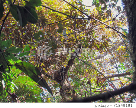 Trees and wild animals on the natural fall season at forest in Ranomafana National Park in Madagascar 71849191