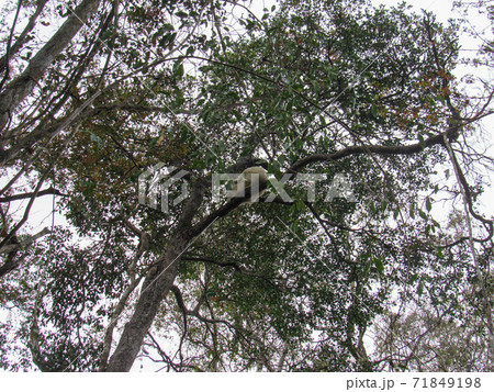 Trees and wild animals on the natural fall season at forest in Ranomafana National Park in Madagascar Trees and wild animals on the natural fall season at forest in Ranomafana National Park in Madagascar 71849198