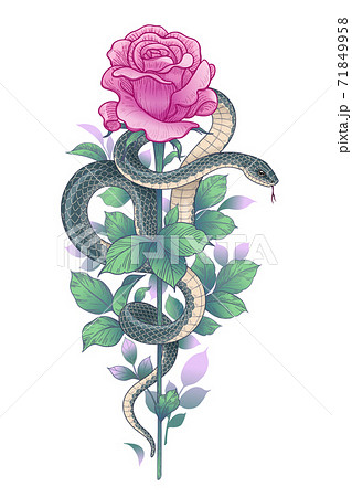 Vector Twisted Snake and Pink Rose on High Stem 71849958