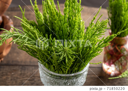 Fresh horsetail plant on a table 71850220