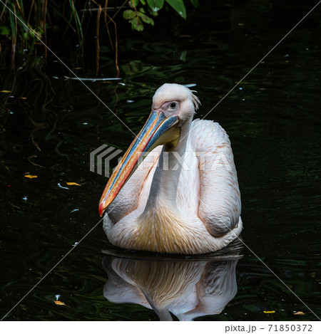 Great White Pelican, Pelecanus onocrotalus in a park Great White Pelican, Pelecanus onocrotalus in a park 71850372