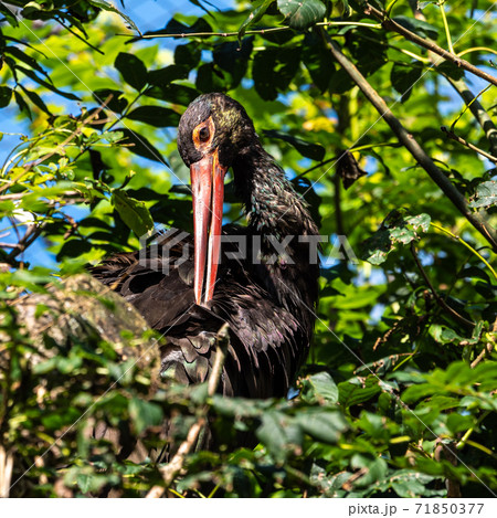 Black stork, Ciconia nigra in a german nature park 71850377