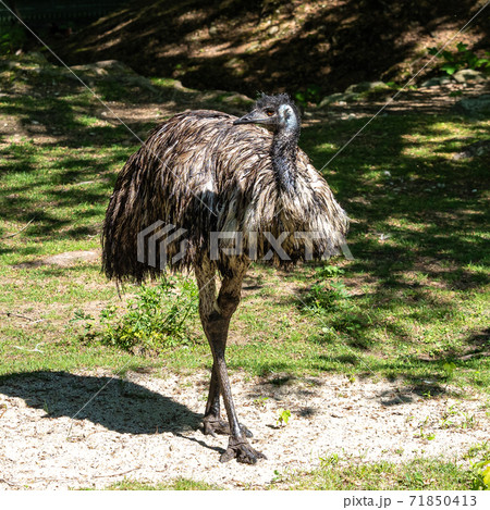 Emu, Dromaius novaehollandiae standing in grass in its habitat 71850413