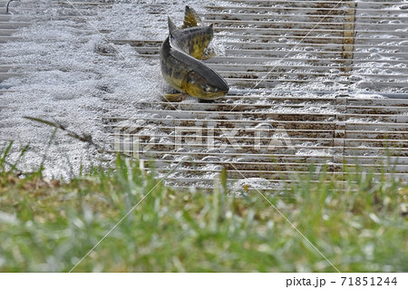 三面川さけウライ漁 71851244