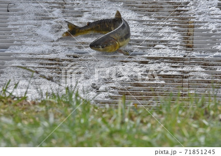 三面川さけウライ漁 71851245