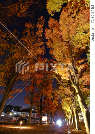 ケヤキ・欅並木ライトアップ 71851462